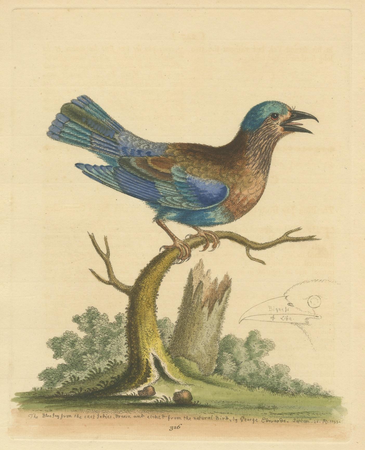 Antique bird print titled 'The Blue Jay from the East Indies (..)'. Old bird print depicting the blue jay (Cyanocitta cristata). This print originates from 'A Natural History of Uncommon Birds' by George Edwards.