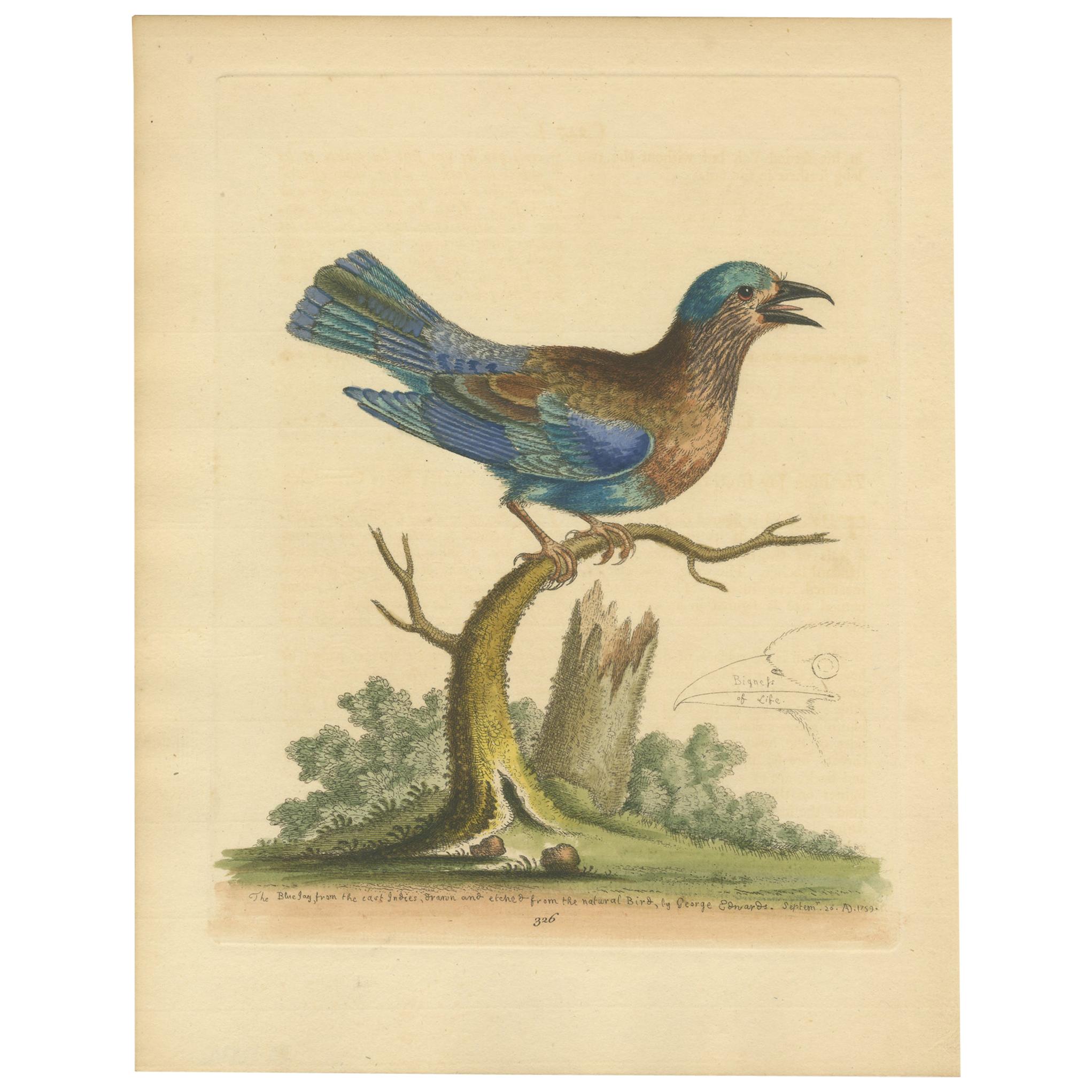 Antique Bird Print of the Blue Jay by Edwards, '1743'