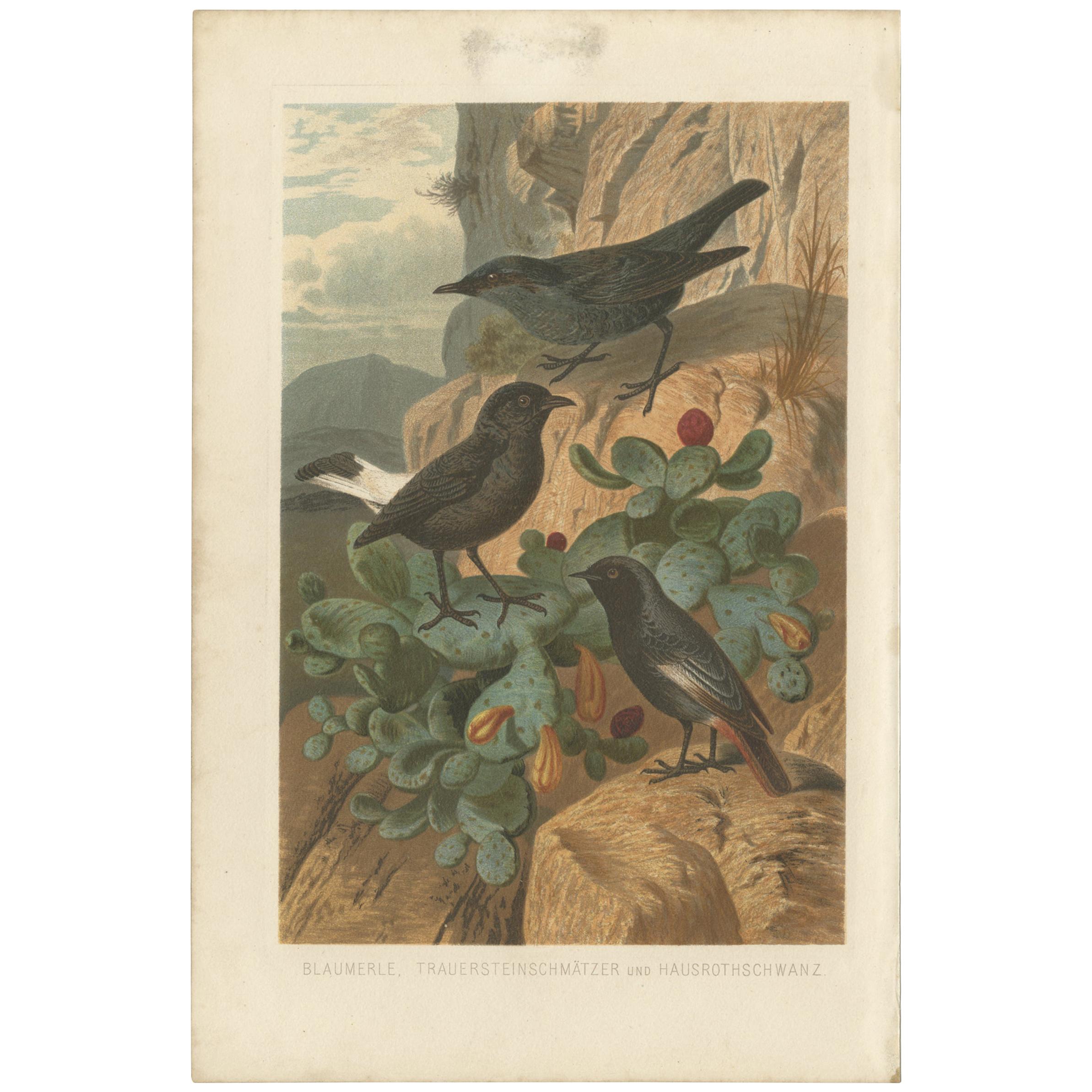 Antiker antiker Vogeldruck mit blauem Bergwurf und Passerine-Vogeln von Brehm, '1891'