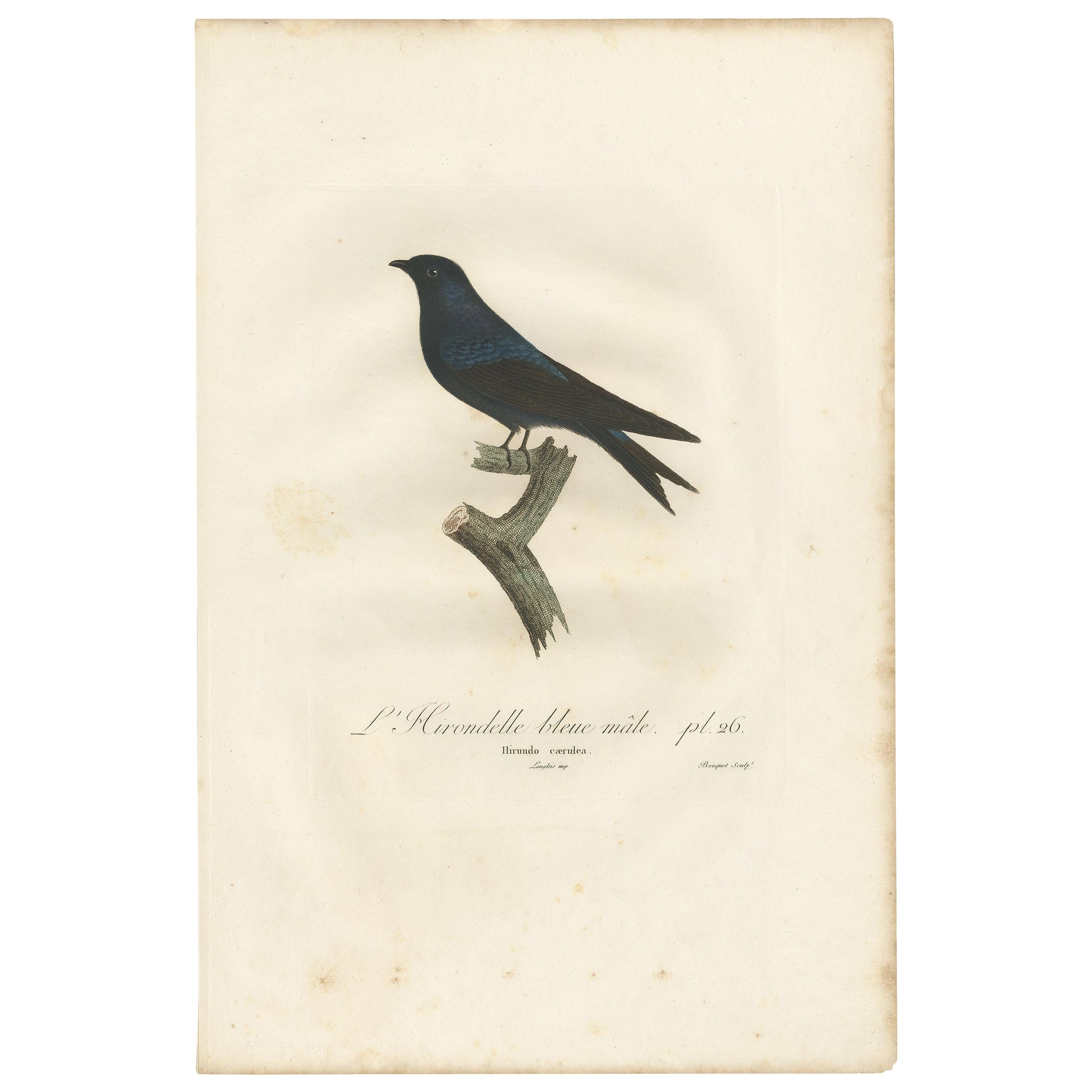 Antiker antiker Vogeldruck des blauen Schwalbens von Vieillot, 1807