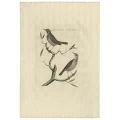 Antique Bird Print of the Bluethroat by Sepp & Nozeman, 1829