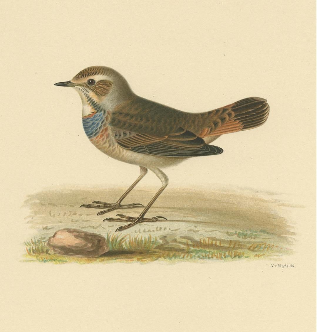 Antique Bird Print of the Bluethroat by Von Wright, 1927 In Good Condition For Sale In Langweer, NL