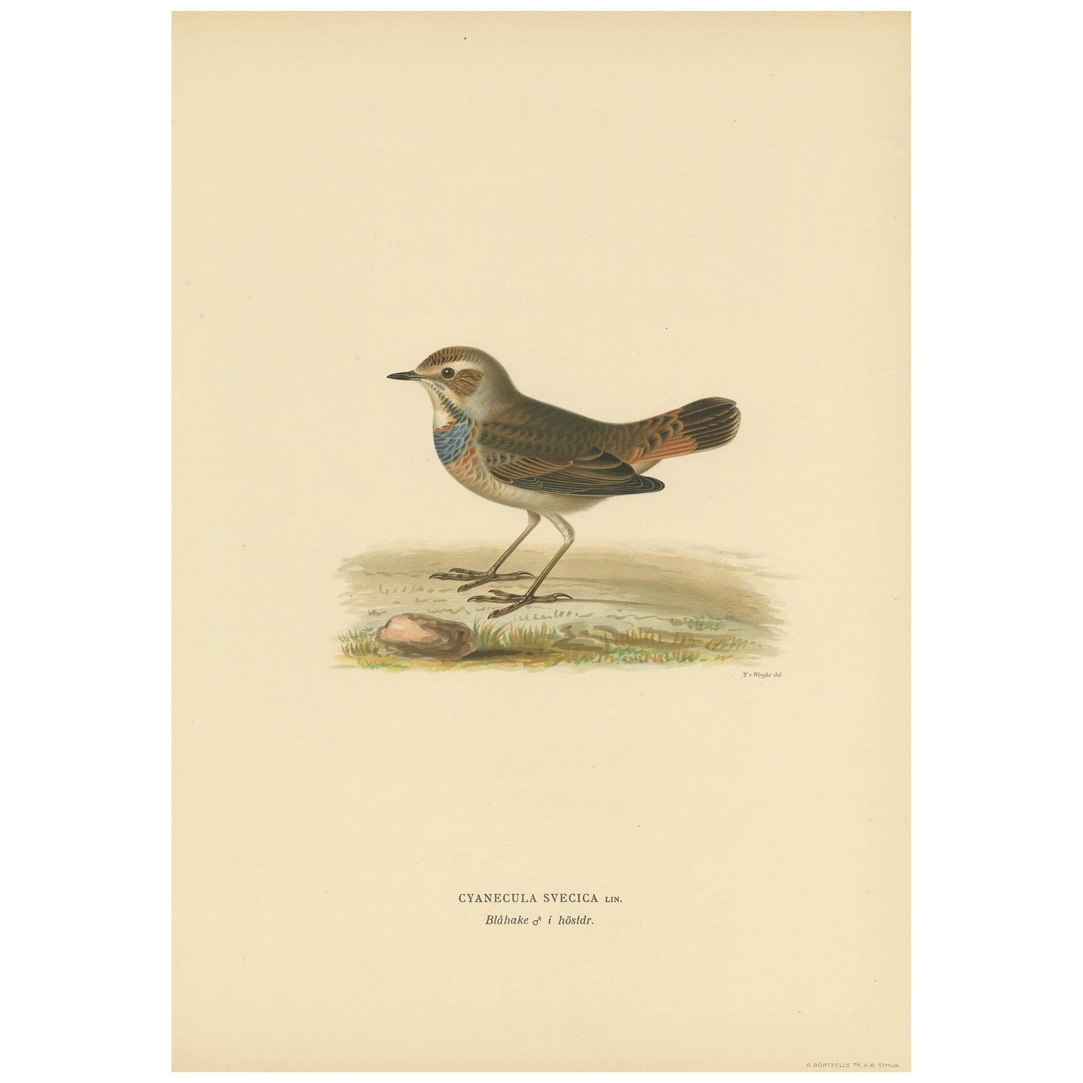 Antique Bird Print of the Bluethroat by Von Wright, 1927 For Sale
