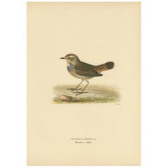 Antiker Vogeldruck des Bluethroat von Von Wright, 1927