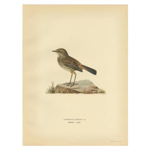 Antique Bird Print of the Bluethroat by Von Wright, 1927
