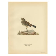 Antique Bird Print of the Bluethroat by Von Wright, 1927