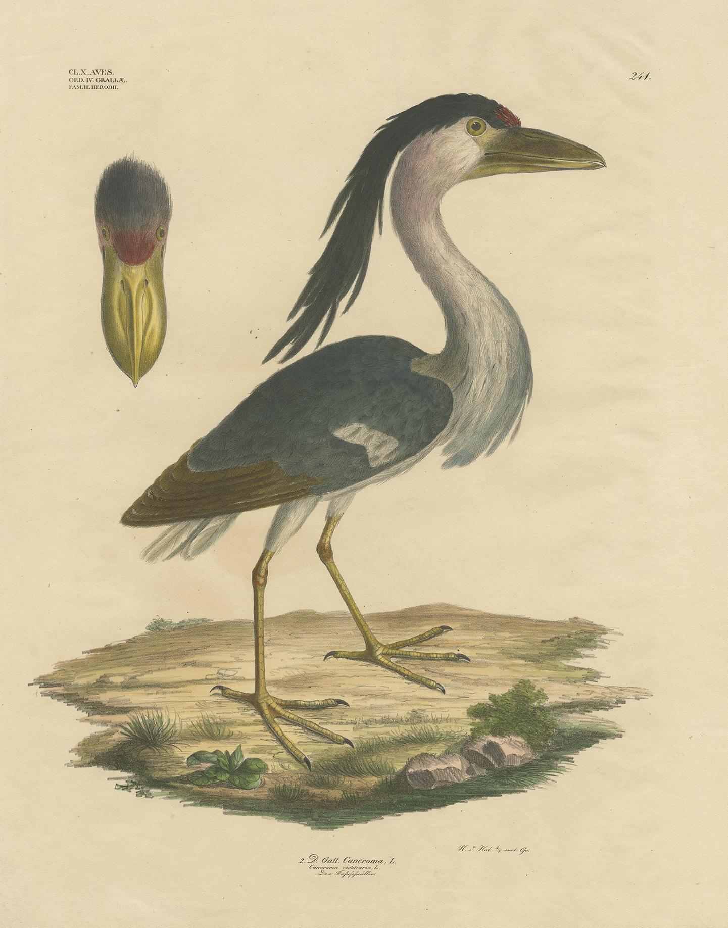 Stampa antica di uccelli intitolata 'Gatt Cancroma'. Grande litografia dell'airone dal becco a barchetta, un membro atipico della famiglia degli aironi, precedentemente inserito in una famiglia monotipica, i Cochlearidae. Vive nelle paludi di