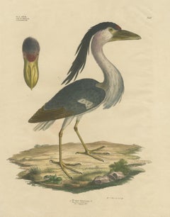 Antique Bird Print of the Boat-Billed Heron by Goldfuss, circa 1824