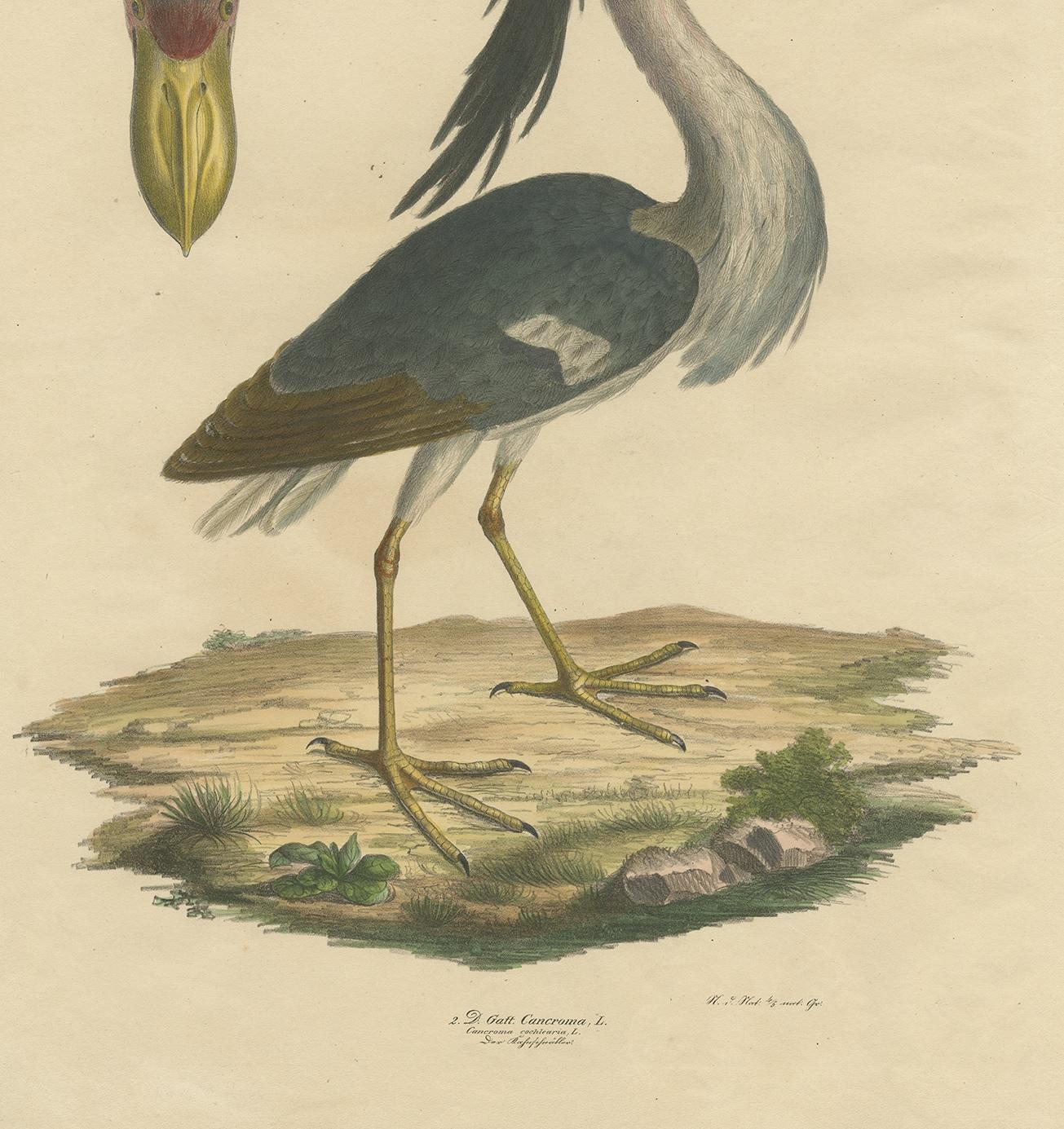 19th Century Antique Bird Print of the Boat-Billed Heron by Goldfuss, circa 1824 For Sale