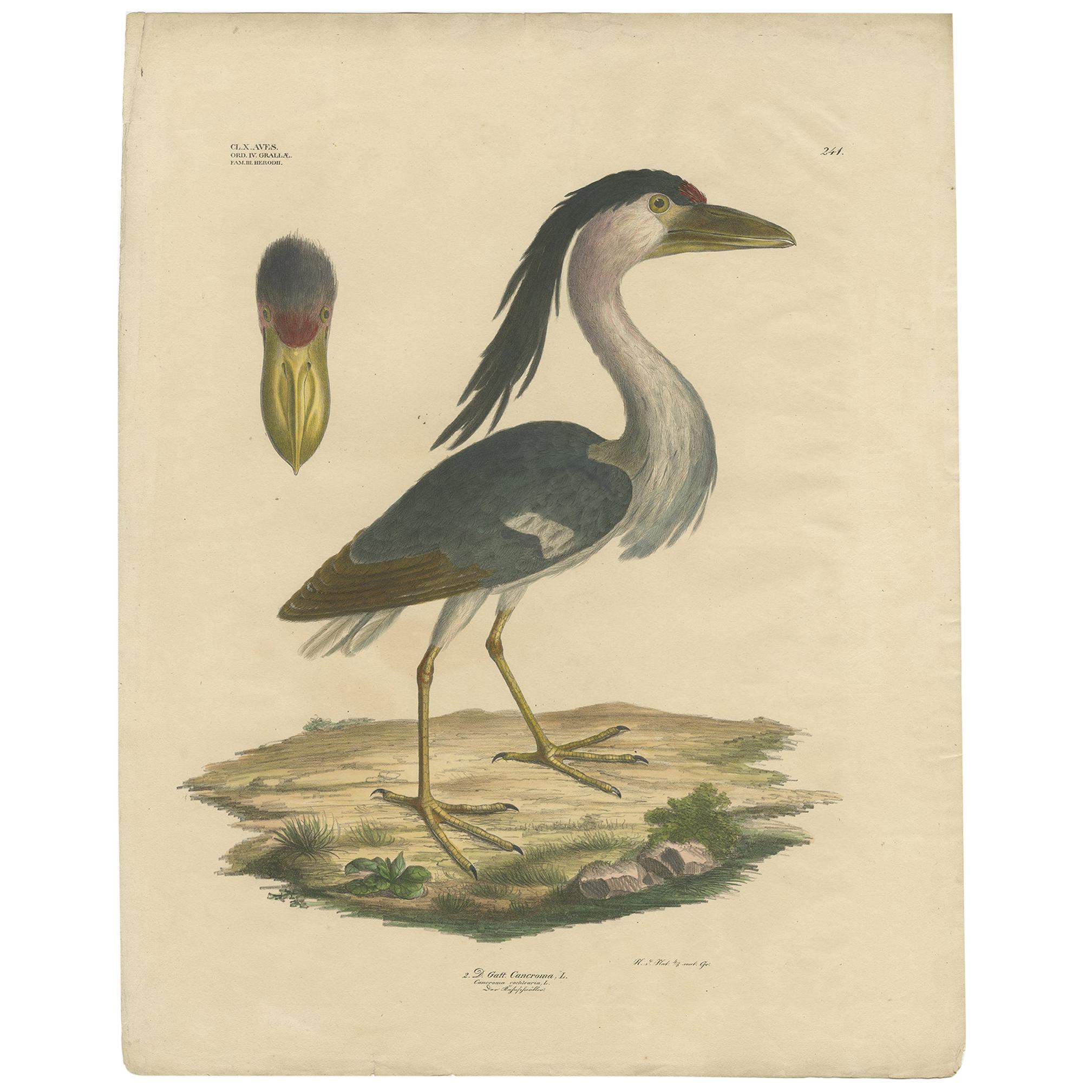 Antique Bird Print of the Boat-Billed Heron by Goldfuss, circa 1824 For Sale