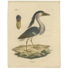 Gravure ancienne d'oiseau du héron à bec de bateau par Goldfuss:: vers 1824