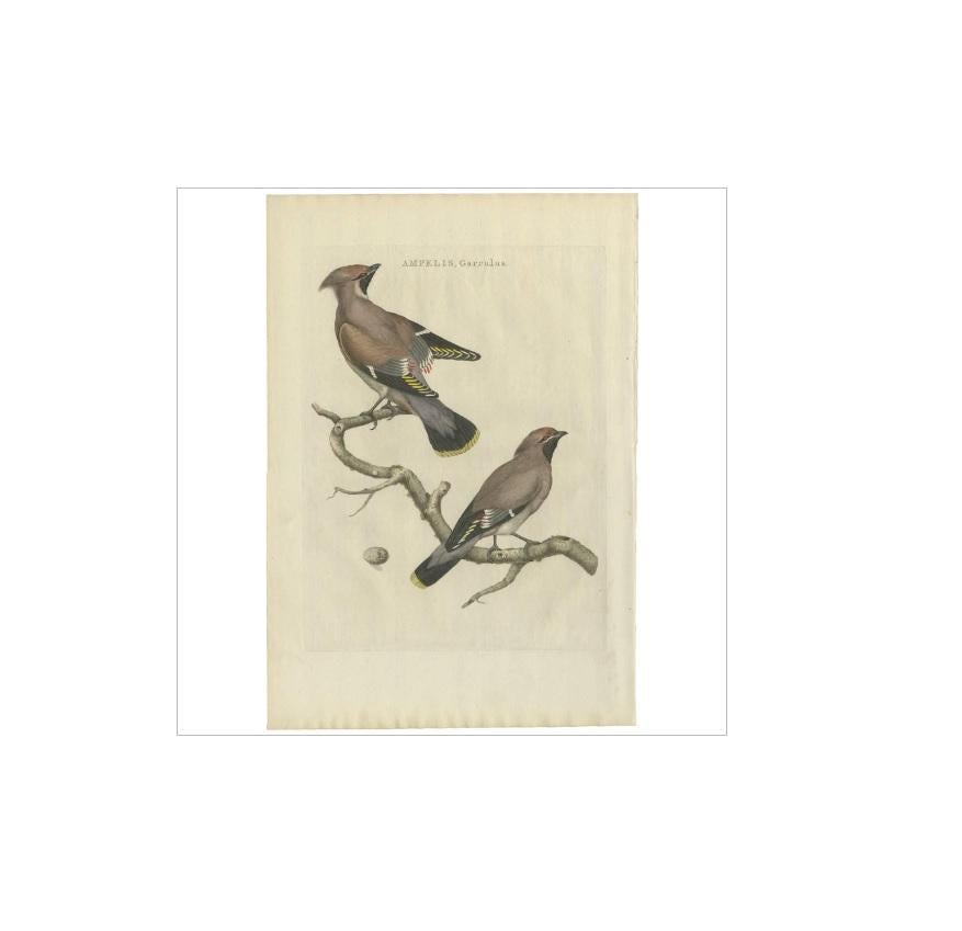 Grabado antiguo titulado 'Ampelis, Garrulus'. El ala de cera de Bohemia (Bombycilla garrulus) es un ave paseriforme del tamaño de un estornino que se reproduce en los bosques septentrionales de Eurasia y Norteamérica. Tiene un plumaje principalmente