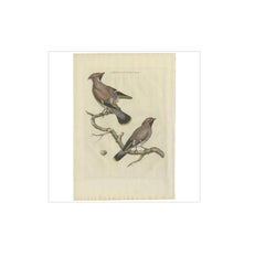 Bohemian Waxwing – Ampelis Garrulus from Nederlandsche Vogelen, 1797