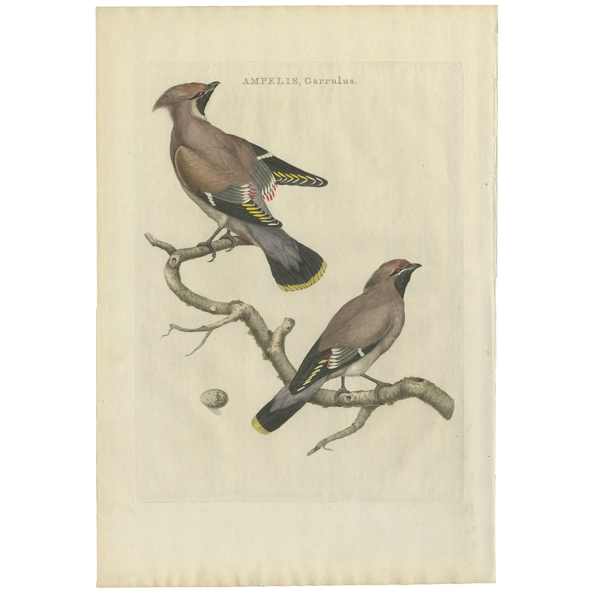 Antiker antiker Vogeldruck des böhmischen Waxwings von Sepp & Nozeman, 1797