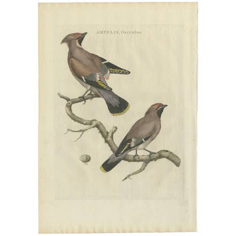 Bohemian Waxwing – Ampelis Garrulus from Nederlandsche Vogelen, 1797