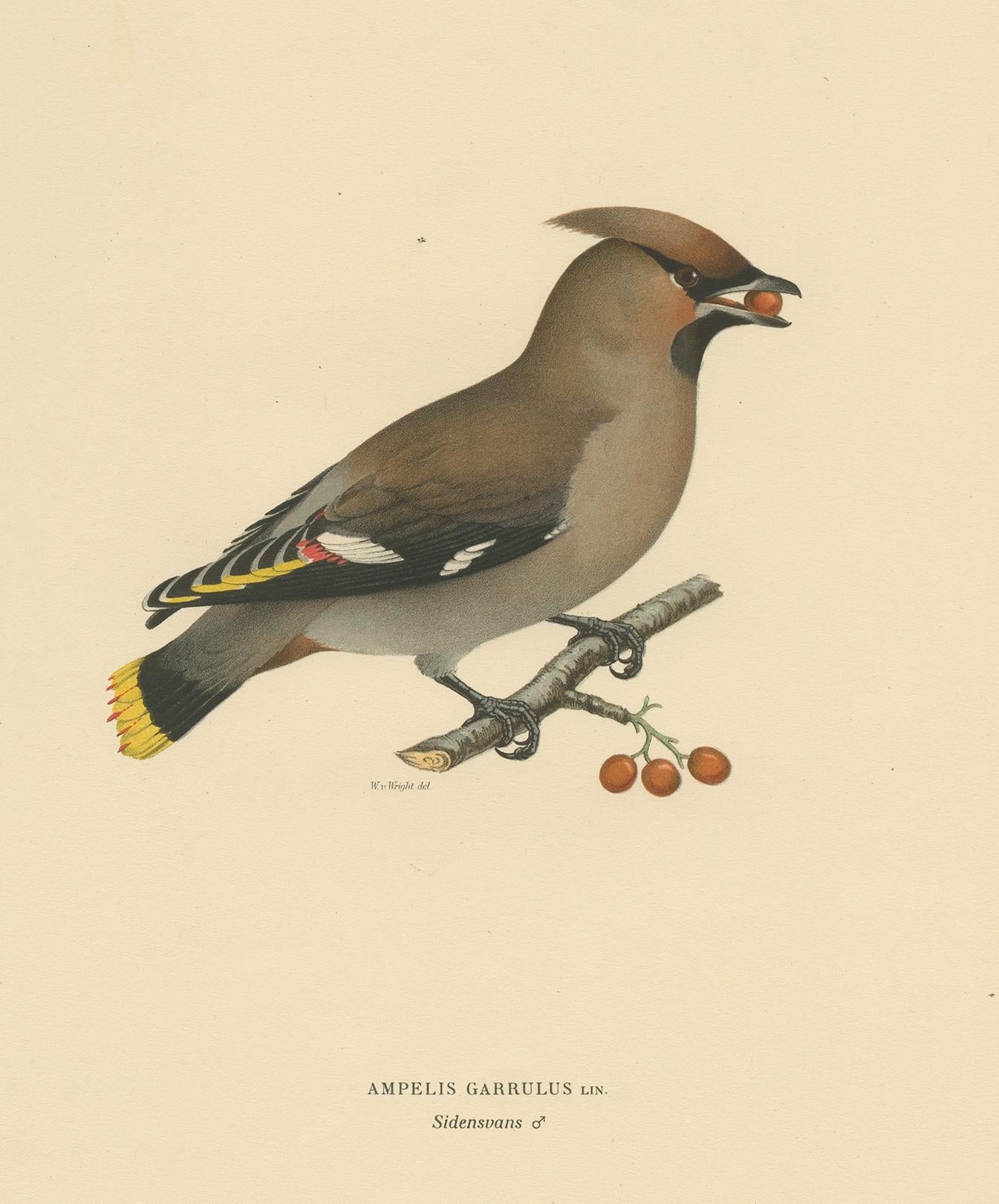 Antique bird print titled 'Ampelis Garrulus'. Old bird print depicting the Bohemian waxwing. This print orginates from 'Svenska Foglar Efter Naturen Och Pa Stenritade' by Magnus von Wright.