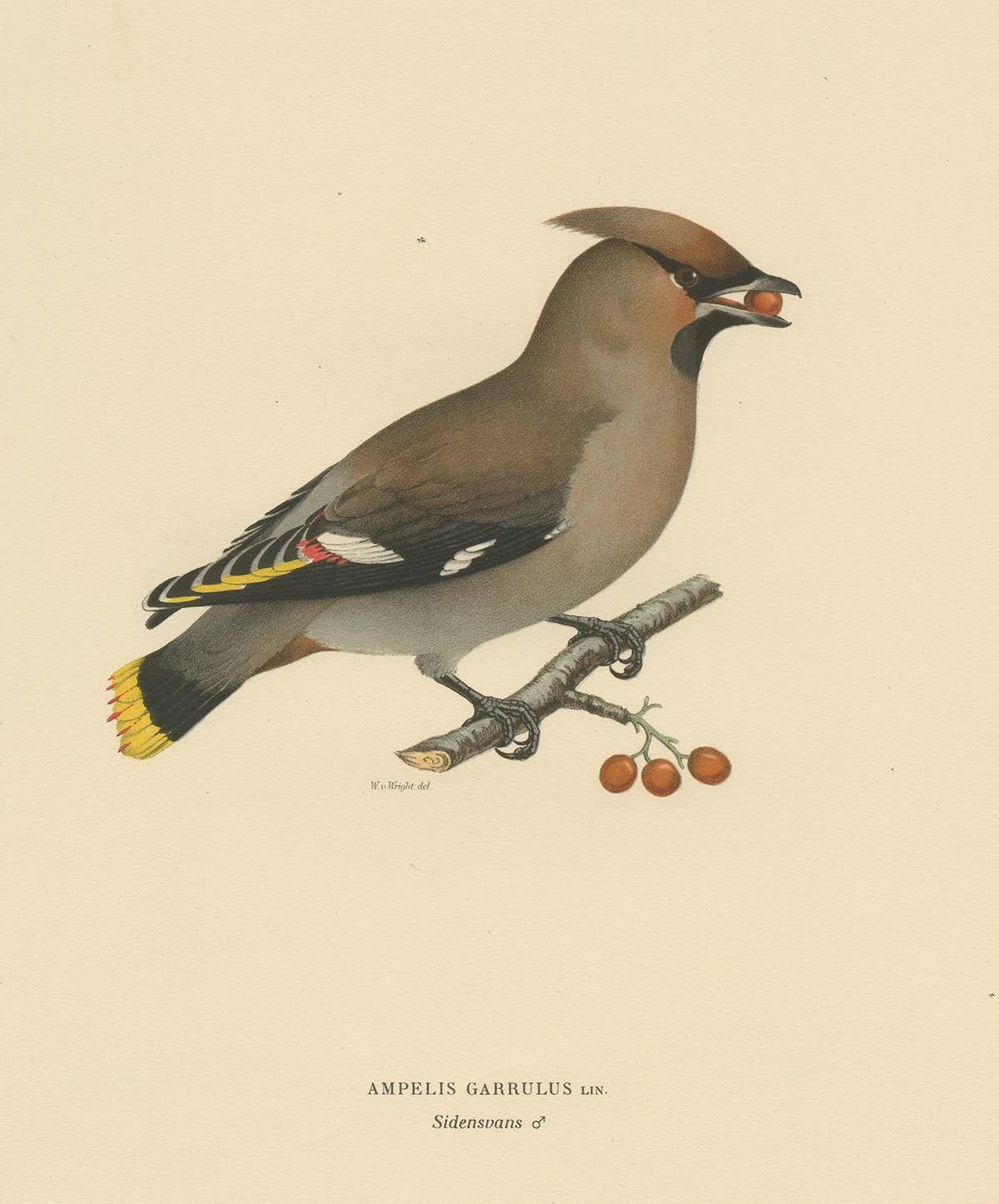 Antique Bird Print of the Bohemian Waxwing by Von Wright, 1927