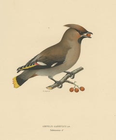 Antiker Vogeldruck des böhmischen Seidenschwanzes von Von Wright:: 1927