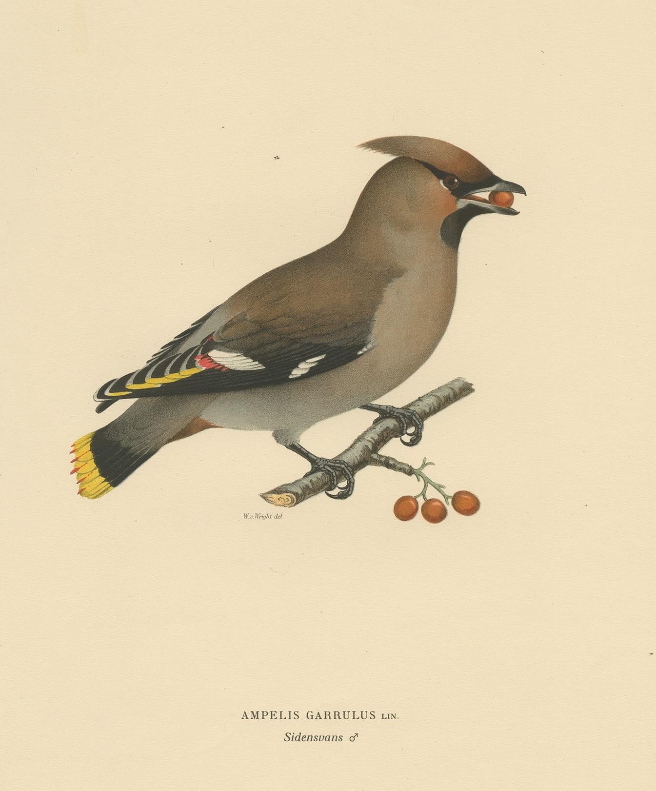 Antique Bird Print of the Bohemian Waxwing by Von Wright, 1927 In Good Condition For Sale In Langweer, NL