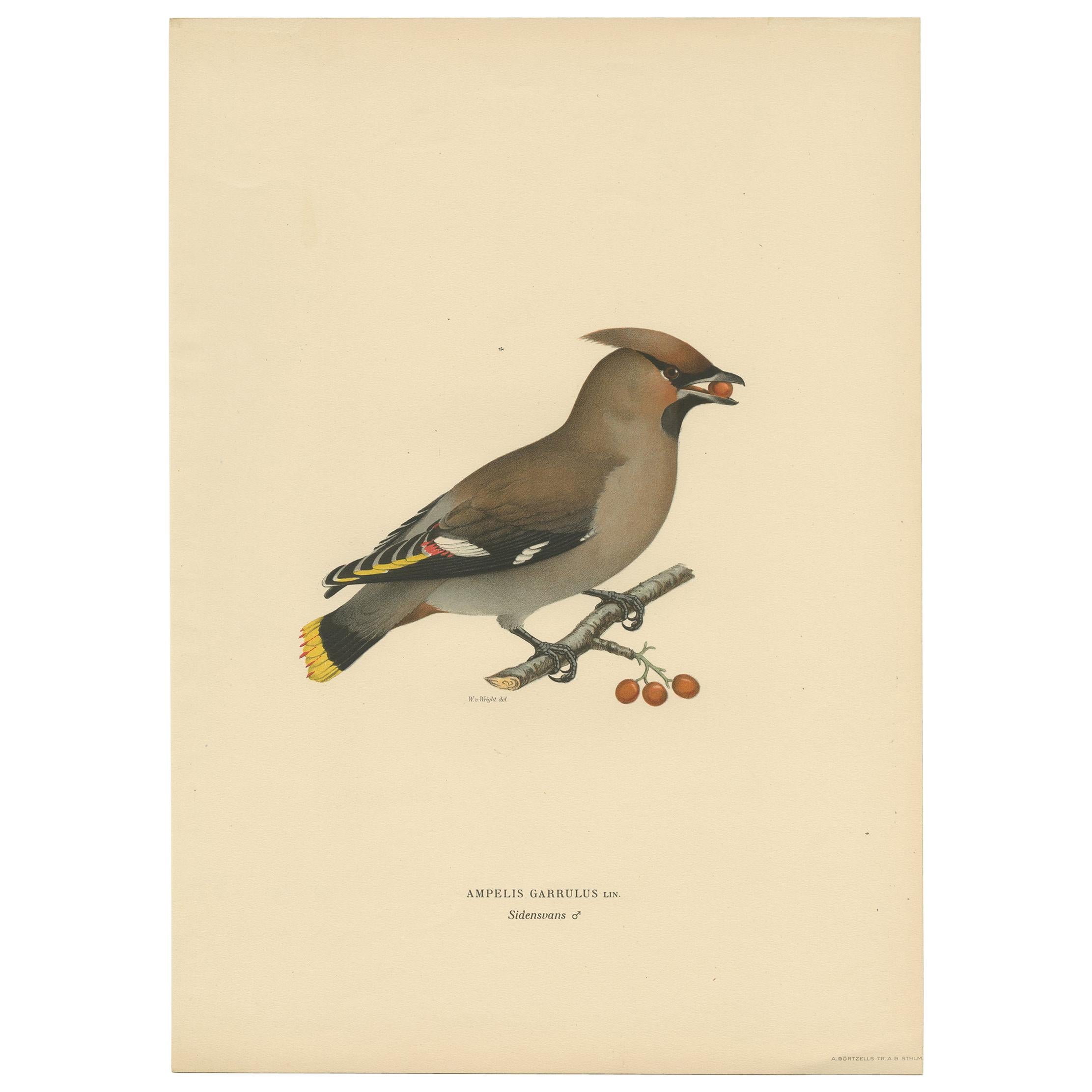 Antique Bird Print of the Bohemian Waxwing by Von Wright, 1927 For Sale