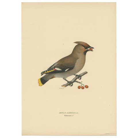 Antique Bird Print of the Bohemian Waxwing by Von Wright, 1927