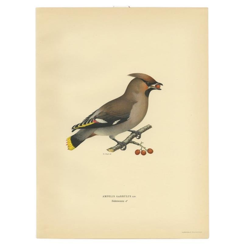 Antique Bird Print of the Bohemian Waxwing by Von Wright, 1927 For Sale