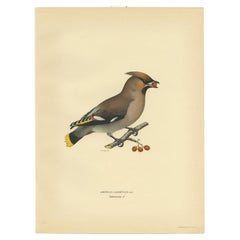 Antiker antiker Vogeldruck des böhmischen Wachsausschmelzens von Von Wright, 1927