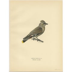 Antique Bird Print of the Bohemian Waxwing by Von Wright, 1927