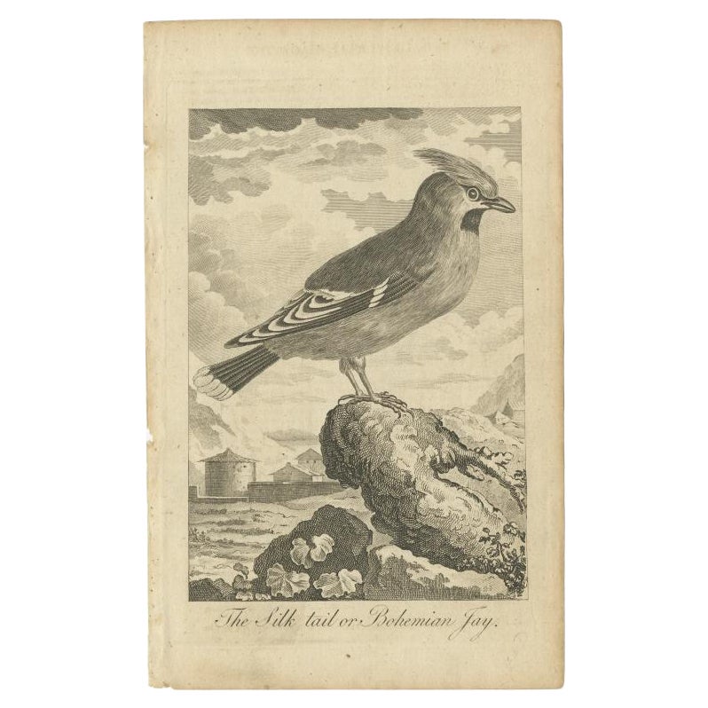 Impression ancienne d'oiseaux du cirage de Bohème, vers 1800