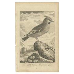 Impression ancienne d'oiseaux du cirage de Bohème, vers 1800