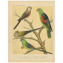 Antique Bird Print of the Bourkes Parrakeet, Red-Winged Parrakeet and Other