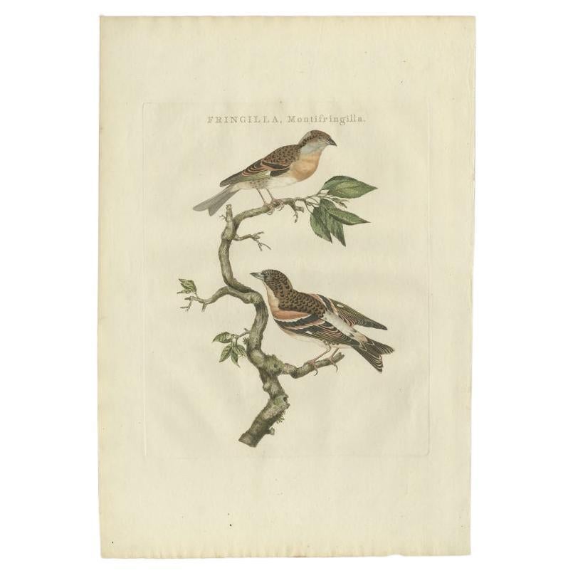 Antique Bird Print of the Brambling by Sepp & Nozeman, 1797 For Sale