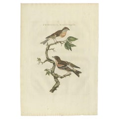 Impression ancienne d'oiseau du Brambling par Sepp & Nozeman, 1797