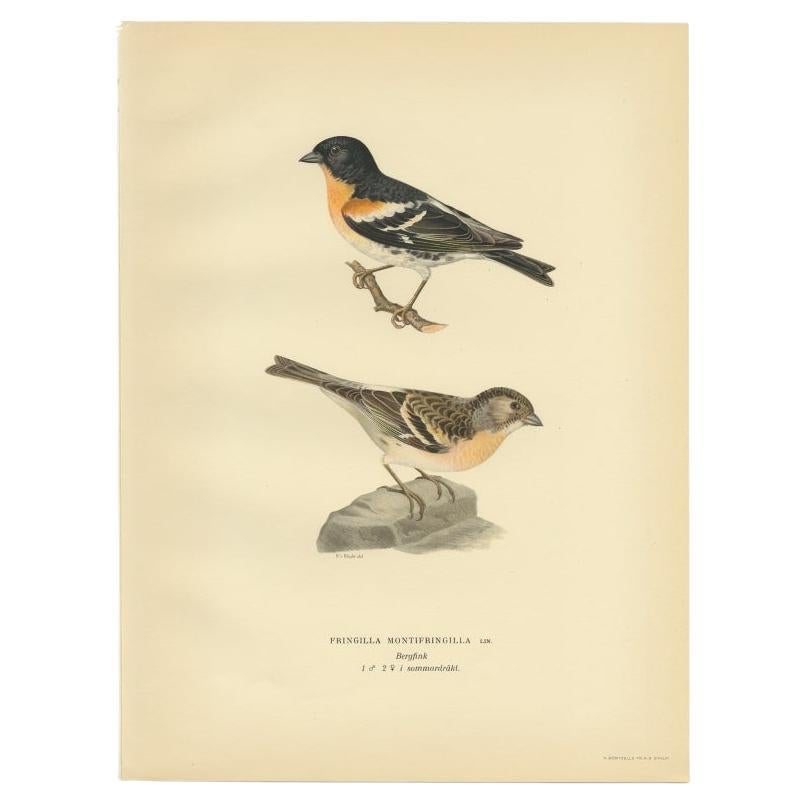 Antique Bird Print of the Brambling by Von Wright, 1927 For Sale