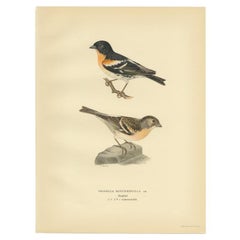 Vintage Bird Print of the Brambling by Von Wright, 1927