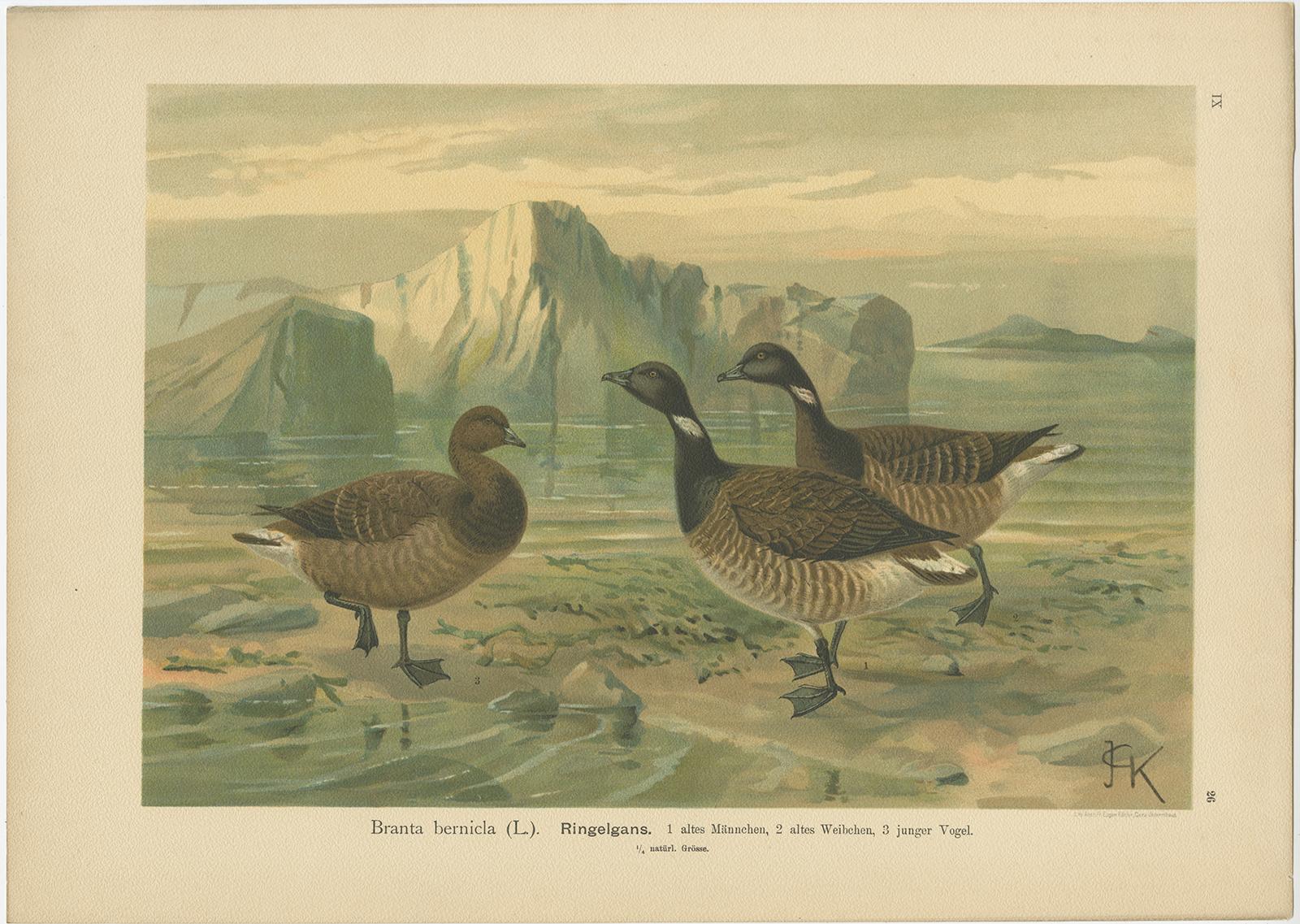 Antique Bird Print of the Brant by Naumann, circa 1895 In Good Condition For Sale In Langweer, NL