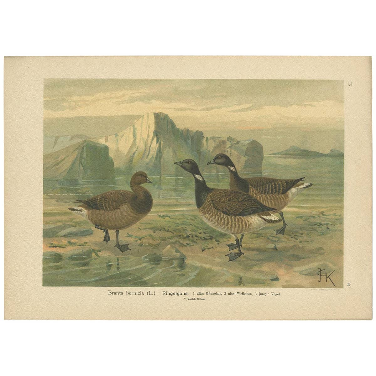 Antique Bird Print of the Brant by Naumann, circa 1895