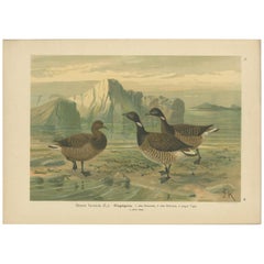 Stampa antica dell'uccello Brant di Naumann, 1895 circa