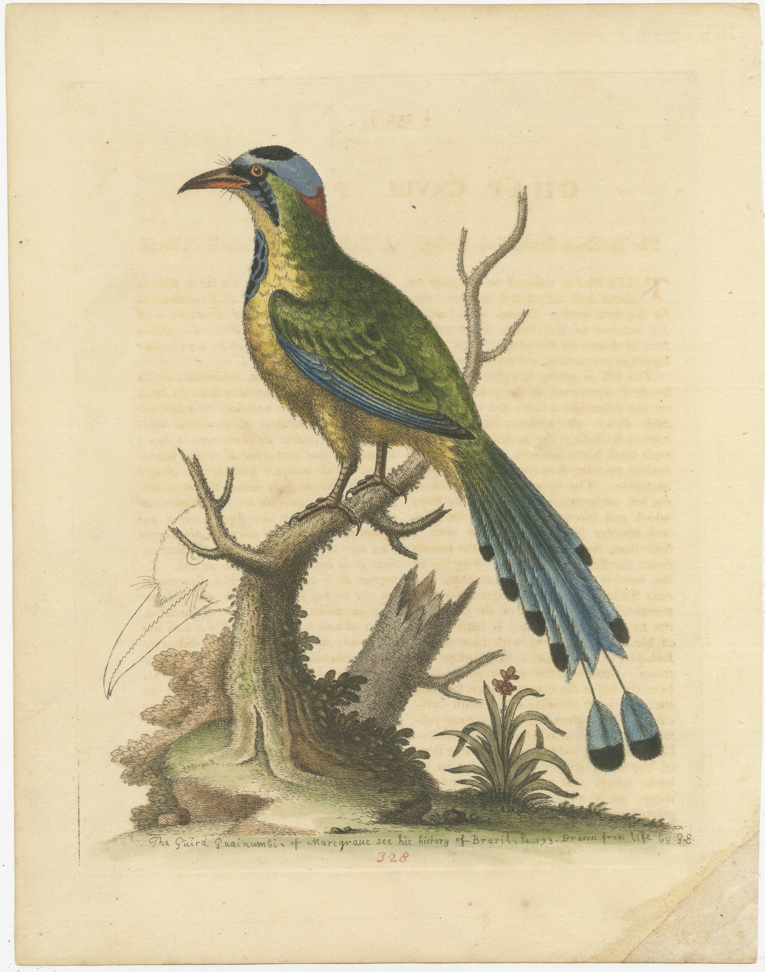 Original antique bird print of the Brasilian Saw-Billed Roller, Guira Guainumbi. Published by by George Edwards, circa 1760. 

George Edwards FRS (3 April 1694 – 23 July 1773) was an English naturalist and ornithologist, known as the 