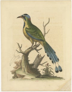 Antique Bird Print of the Brasilian Saw-Billed Roller