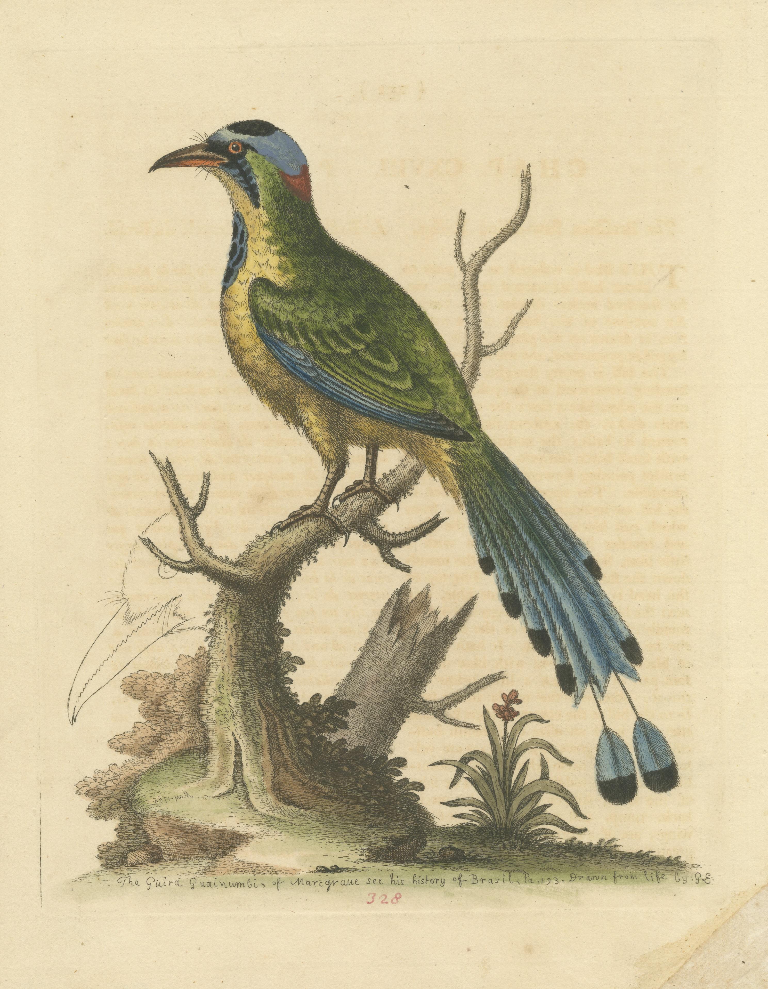 Impression ancienne d'oiseau sur rouleau de sciage brésilien État moyen - En vente à Langweer, NL