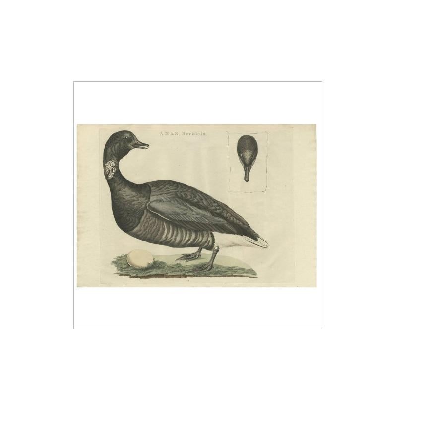 Antique print titled 'Anas, Bernicla'. The brant, also known as the brent goose (Branta bernicla) is a species of goose of the genus Branta. The black brant is a pacific North American subspecies.

This print originates from 'Nederlandsche