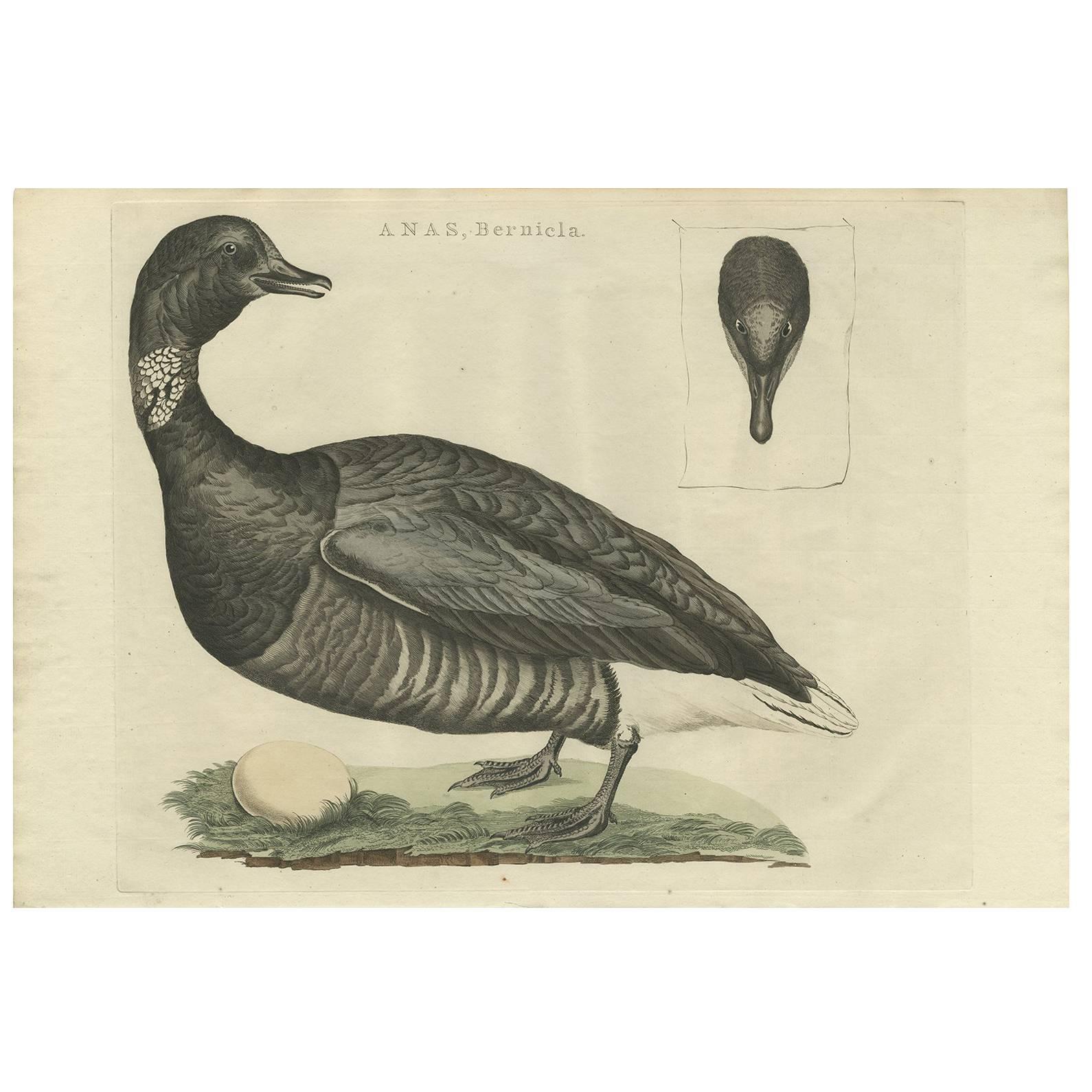 Antique Bird Print of the Brent Goose by Sepp & Nozeman, 1789