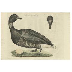 Stampa antica dell'oca di Brent di Sepp & Nozeman, 1789