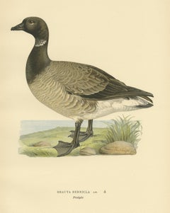 Antique Bird Print of the Brent Goose by Von Wright, 1929