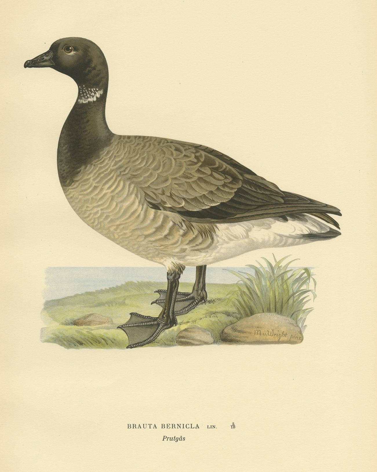 Antique Bird Print of the Brent Goose by Von Wright, 1929 In Good Condition For Sale In Langweer, NL