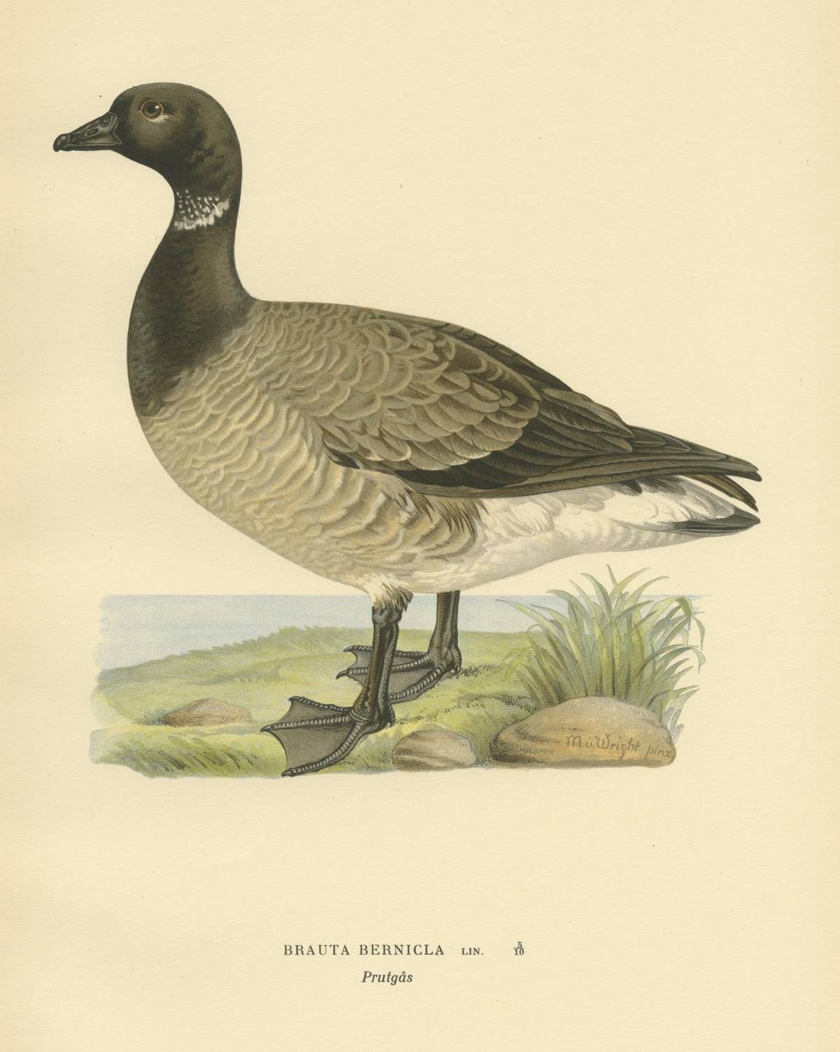 Antique Bird Print of the Brent Goose by Von Wright, 1929