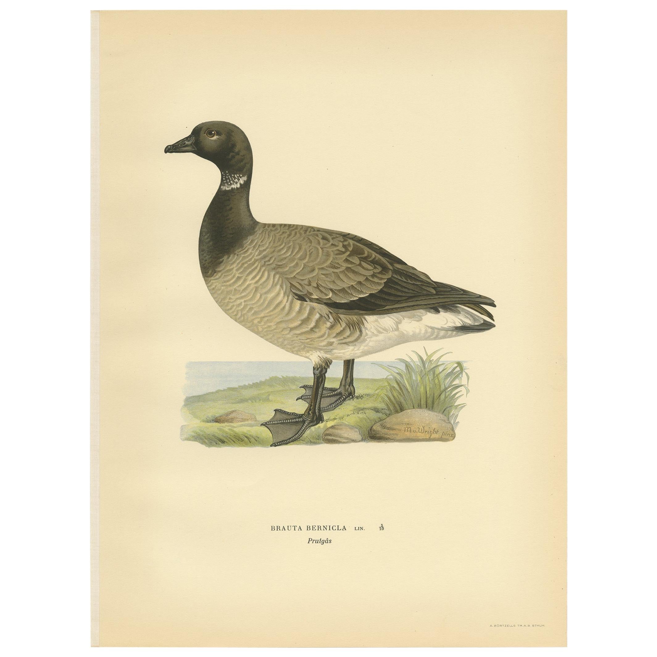 Antique Bird Print of the Brent Goose by Von Wright, 1929 For Sale