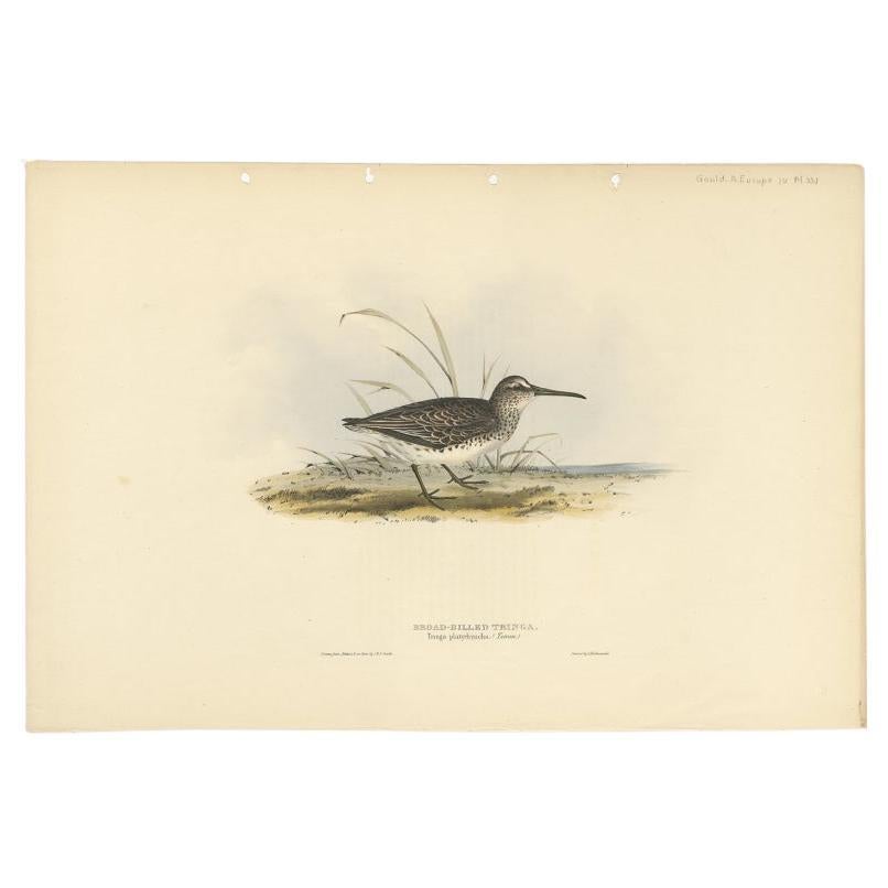 Antique Bird Print of the Broad-Billed Sandpiper by Gould, 1832 For Sale
