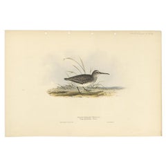 Antiker antiker Vogeldruck des Broad-Billed Sandpiper von Gould, 1832